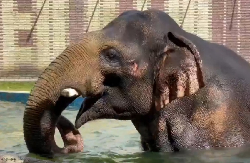 Ростовский зоопарк показал, как животные переносят жару