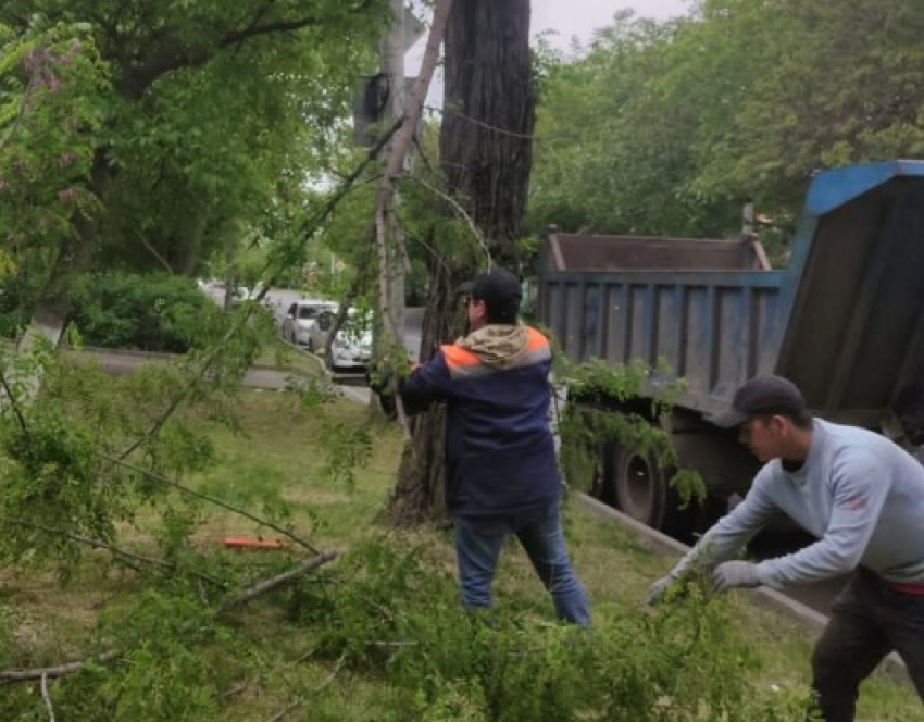 В Ростове из-за шквалистого ветра упали более 20 деревьев