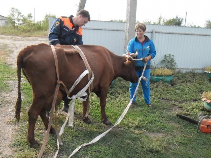 Донские спасатели помогли корове, которая угодила в ловушку