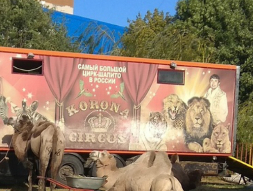 Обкаканные верблюды бродячего цирка вгоняют в тоску и недоумение жителей Ростова
