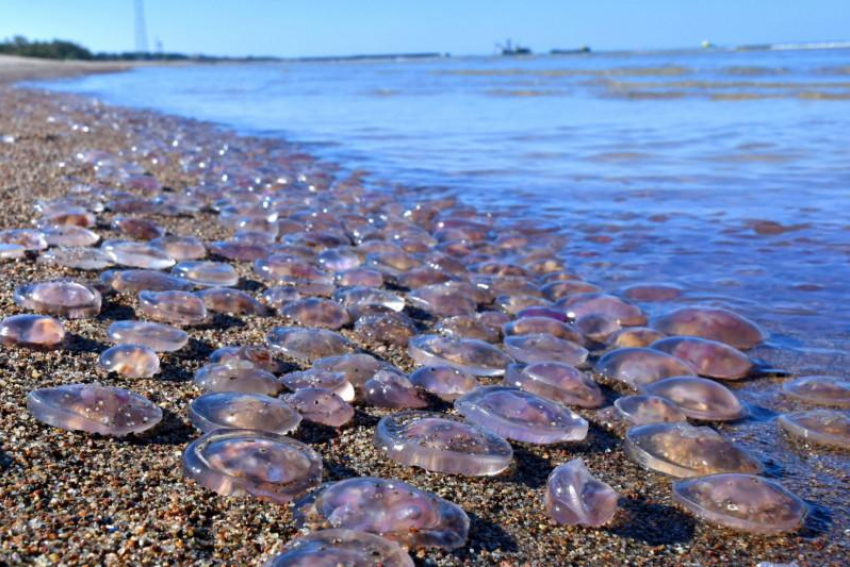 Ростовские ученые предложили использовать заполонивших Азовское море медуз в качестве еды