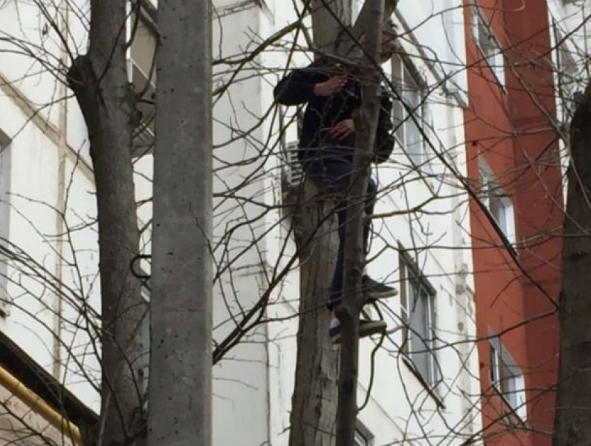 Бесстрашный ростовчанин спас котенка, которого на дерево загнала собака 