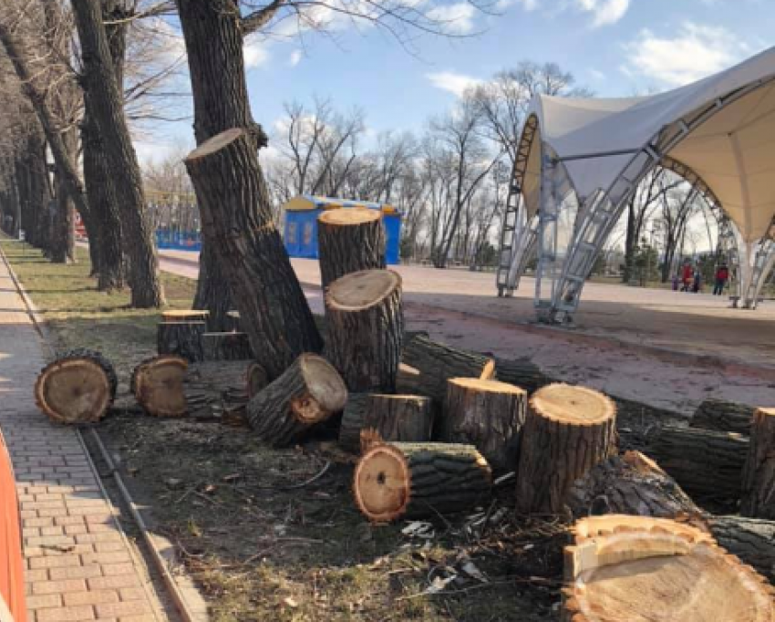В Ростове сносят молодые деревья в парке «Левобережный»