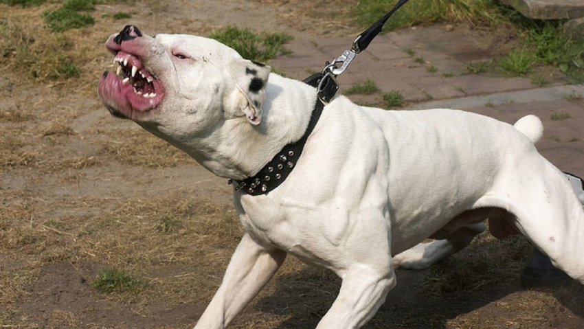 Местные жители жалуются на живодера, который с бойцовой собакой терроризирует целый жилой массив в Ростове