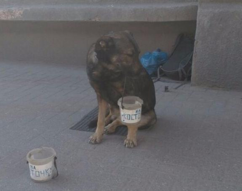 В Ростове собаку просить милостыню заставляют хозяева
