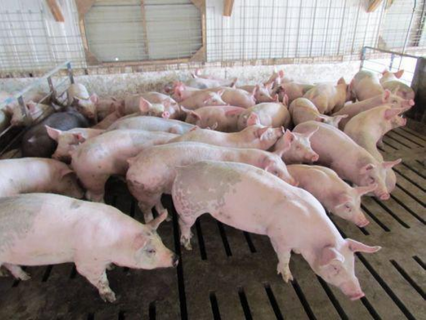Залить хлоркой четверть тонны свинины пришлось предпринимателю в Ростовской области