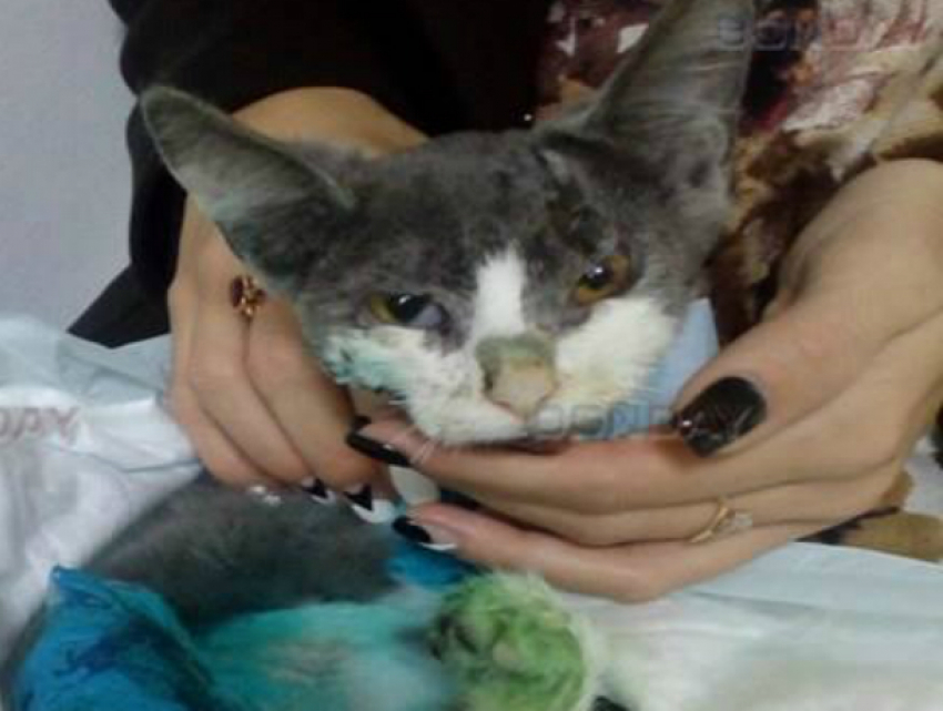 Сбитого машиной кота-«Франкенштейна» вернули к жизни ветеринары в Ростове