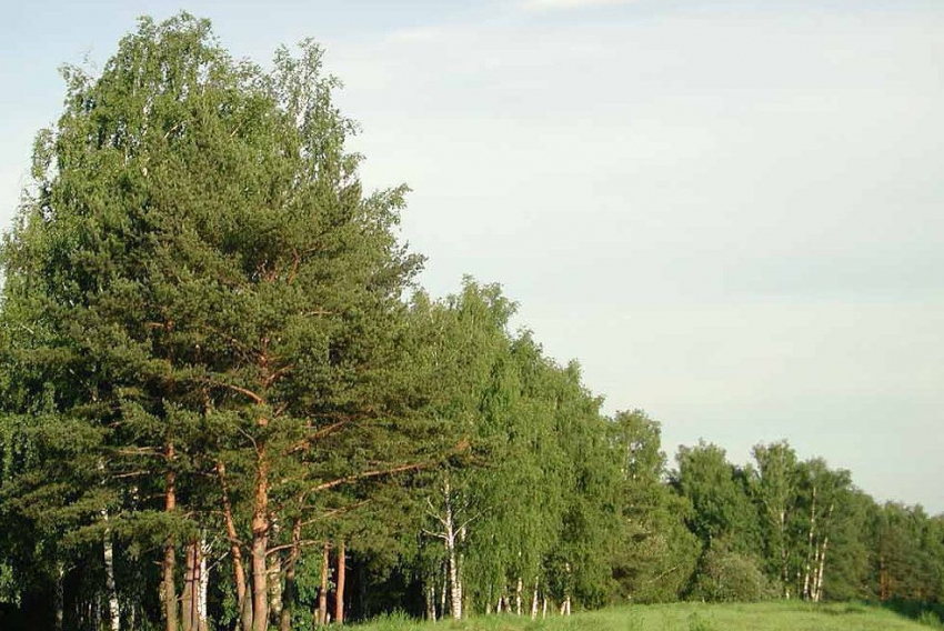 В Ростовской области ограничат пребывание граждан в лесах