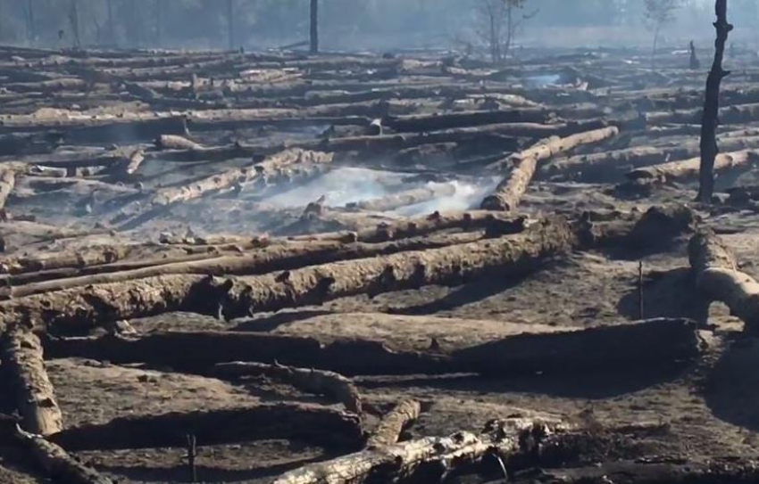 Лесной пожар в Каменском районе Ростовской области локализован на площади в 54 га
