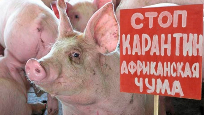 В Ростовской области трижды пытались вывезти свинину из карантинной зоны 