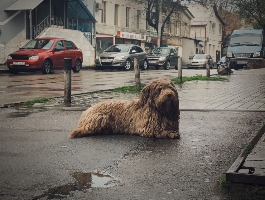 Сильный ветер и дождь ожидаются в Ростове в субботу 