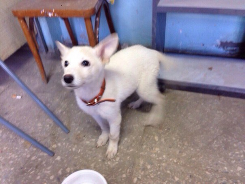 В Ростове найден щенок, похожий на лайку