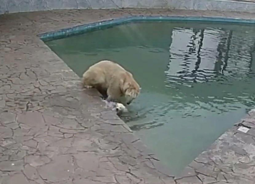 Непоседливый медвежонок в ростовском зоопарке начал самостоятельно купаться в бассейне