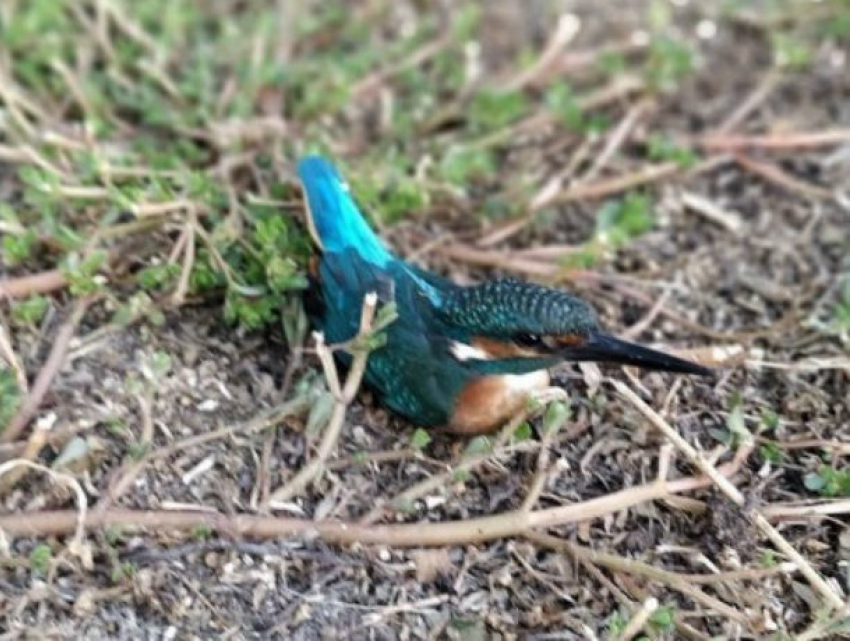 Ростовчанка поймала необычную синюю «птицу счастья»