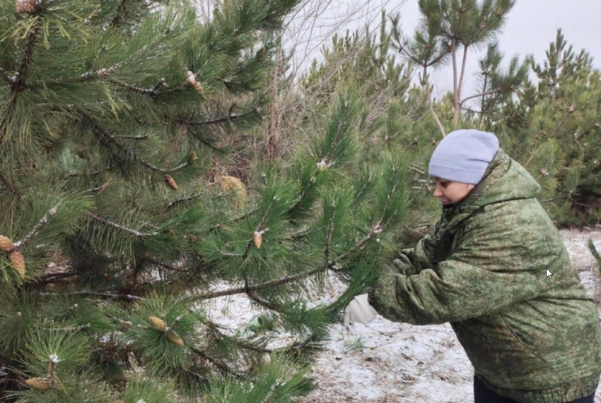 В Ростовской области заготовили более 7,5 тонн шишек для лесных питомников