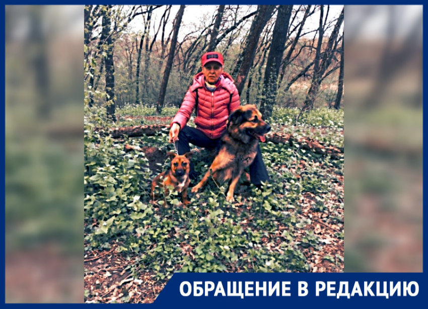 В Ростове бойцовские собаки напали на женщину и ее питомца
