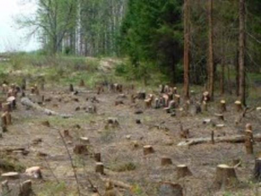 В Ростовской области ужесточат штрафы за незаконную вырубку деревьев