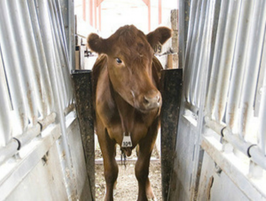 Бешеный теленок поставил «на уши» работников подсобного хозяйства в Ростовской области