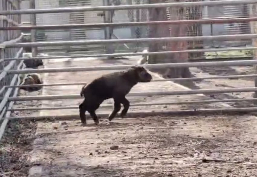 Детеныша такина мишми Изюма выпустили в уличный вольер