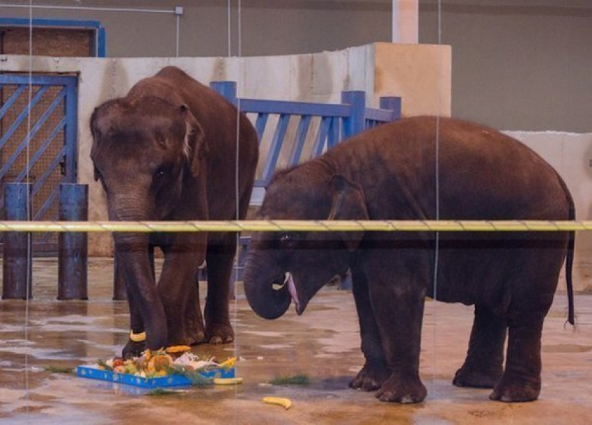 В ростовском зоопарке отпраздновали день рождения слоненка Ситары