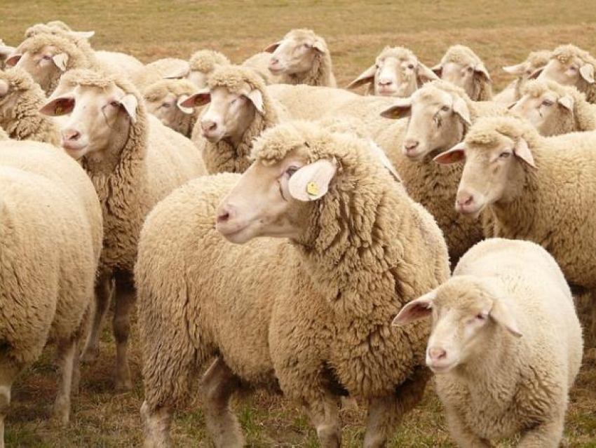 Угрожая насилием, у жителя Ростовской области похитили отару овец и коз