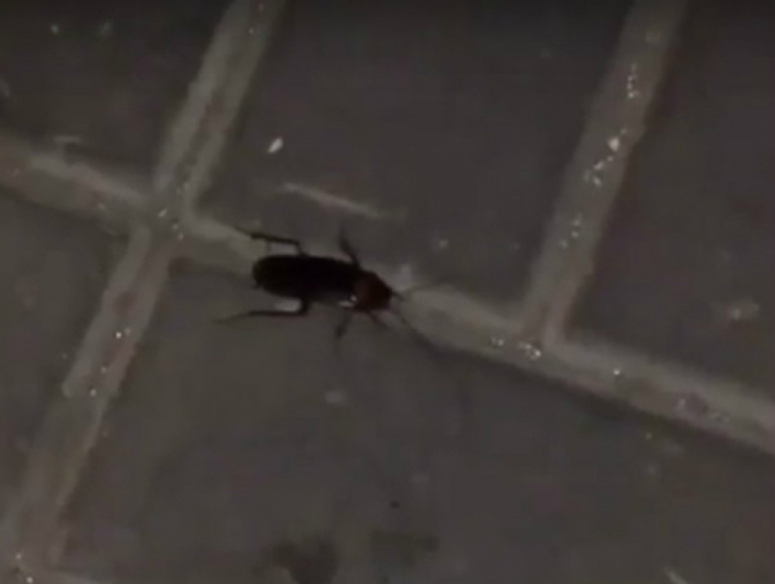 Огромный летающий таракан в центре Ростова вызвал истерику у прохожих на видео