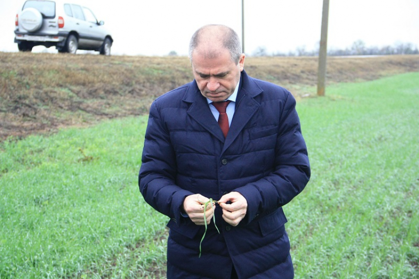 В Ростовской области фермеры не до конца доверяют отечественным семенам