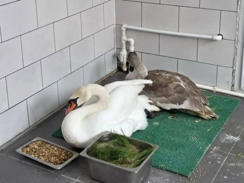 Неходячего лебедя спасли в Ростовской области  