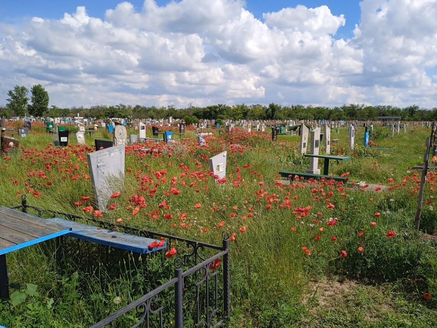 В Ростовской области снижается количество рождений, и пожилых людей больше, чем детей