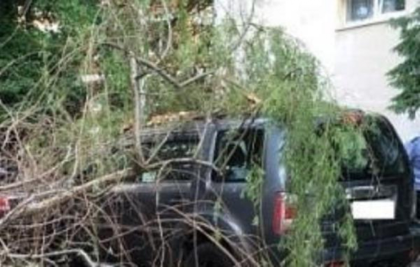 На ростовский внедорожник в Сочи упало дерево