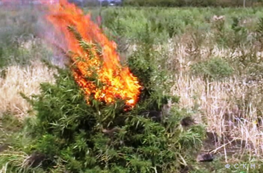 В Ростовской области уничтожили 7 тонн конопли