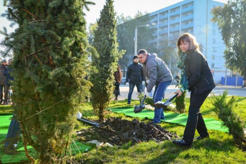 Осенью в Ростове высадят 5,5 тысяч деревьев