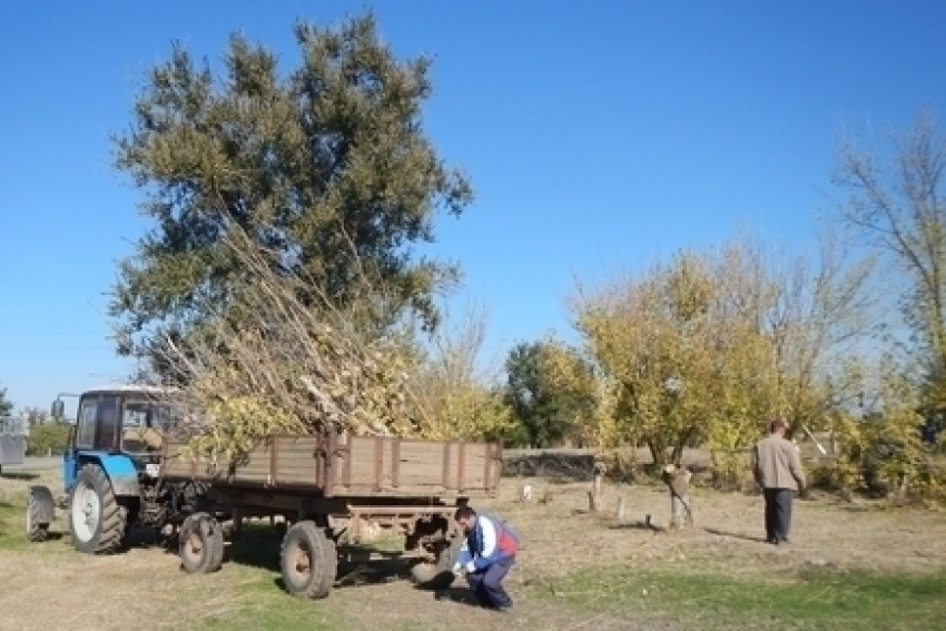 В Ростовской области ко дню леса высадили 1000 гектаров деревьев 