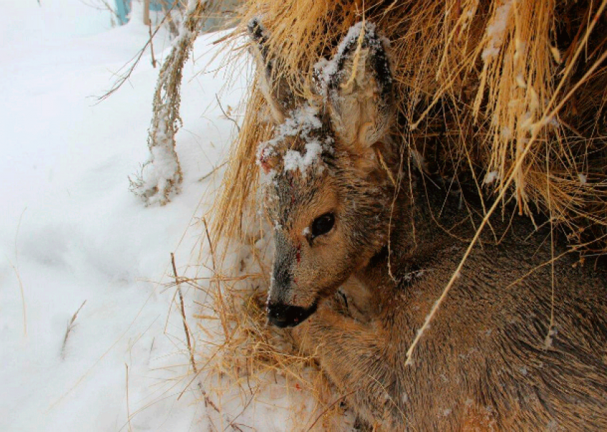 Искусанного одичавшими собаками самца косули спасли ветеринары Ростовской области