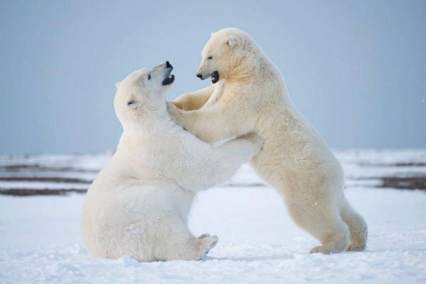 Календарь: 27 января - Международный день полярного медведя
