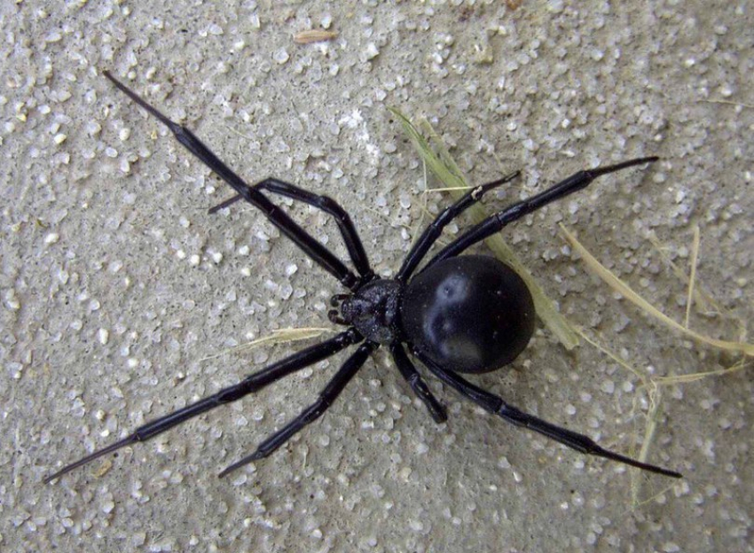 Ростовчанка около подъезда многоэтажки нашла ядовитого паука-каракута