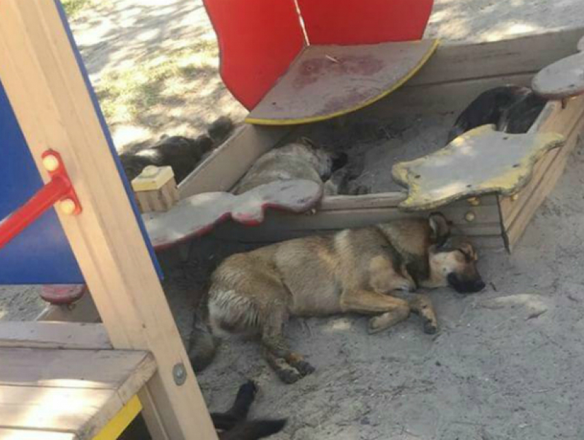 «Захватившая» детскую площадку свора бездомных собак вызвала жалость у жителей Ростова
