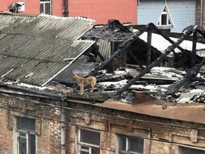 Охранявшая крышу сгоревшего дома от наркоманов и бомжей собака-верхолаз удивила жителей Ростова
