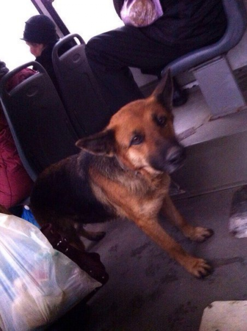 Ростовчане просят отозваться хозяина «четвероного пассажира» 65 автобуса