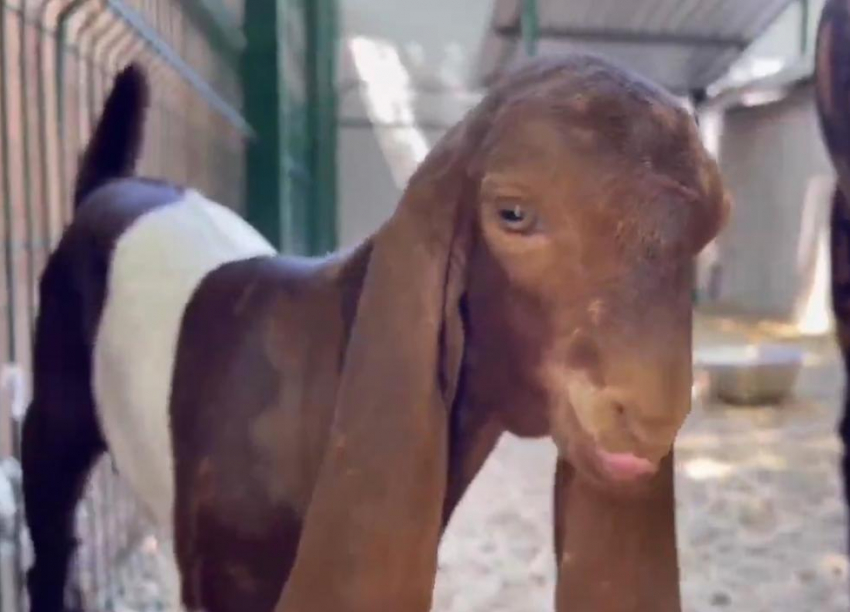 Ветеринары из Ростовского-на-Дону зоопарка вылечили козленка с растянутыми связками 