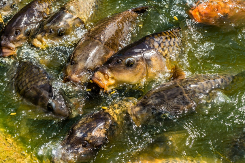 Прудовую рыбу из Ростова активно скупают в Донецк и Луганск