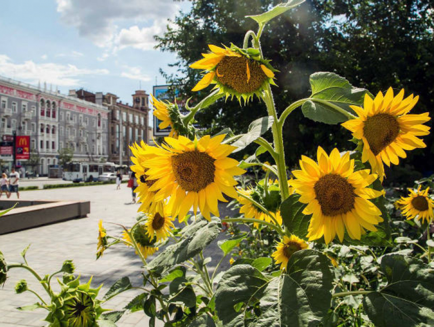 Неделя чрезвычайно комфортной погоды в Ростове стартует 21 июля