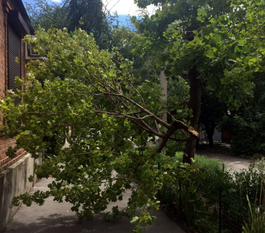 Обрушившиеся из-за шторма ветки деревьев угрожают линиям электропередач в Ростове