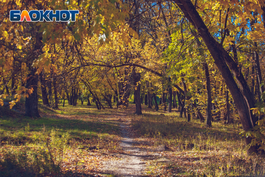 1,3 тысячи гектаров лесов восстановили на Дону за 113 млн рублей