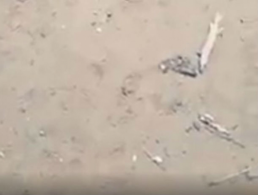 Бездыханные трупы ушедших в «мир иной» рыб раскидало по берегу Дона под Ростовом