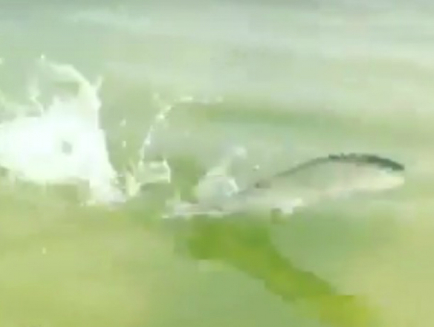 Бегающая по воде рыба шокировала отдыхающих на пляже Ростова и попала на видео