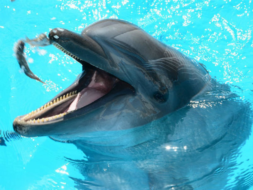 Перестать калечить несчастных дельфинов в неволе потребовал дончанин 