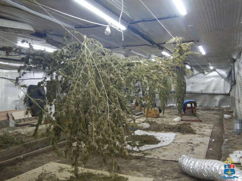 Полицейские накрыли подвал с «конопляной фермой» в Батайске