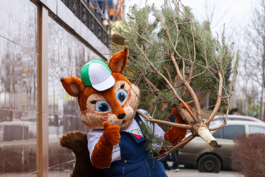 Елочка — не мусор: новогоднее дерево можно сдать на радость альпакам, енотам и овечкам