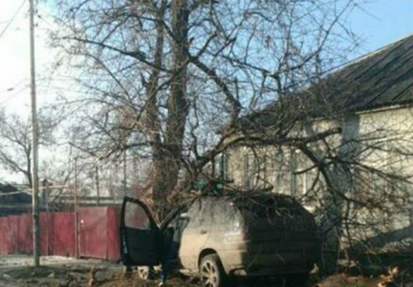 Водитель BMW чудом уцелел после ДТП с деревом в Ростове-на-Дону